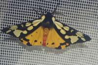 Arctia villica