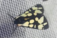 Arctia villica