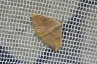 Watsonalla binaria