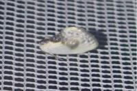 Cilix glaucata/hispanica