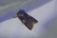 Agrotis puta
