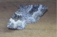 Epirrhoe alternata