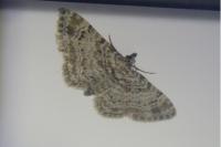Gymnoscelis rufifasciata