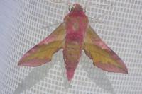 Deilephila porcellus