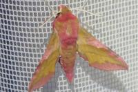 Deilephila porcellus