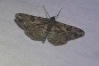 Peribatodes rhomboidaria rhomboidaria