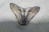 Harpyia milhauseri