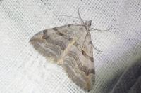 Aplocera efformata