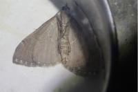 Aplocera efformata