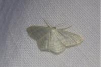 Idaea subsericeata