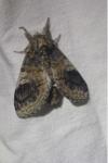 Notodonta tritophus