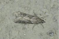 Eudonia angustea