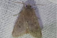 Orthosia cerasi