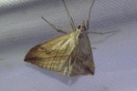 Evergestis forficalis