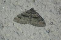 Catarhoe rubidata