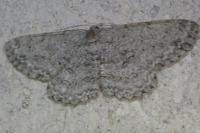 Hypomecis punctinalis