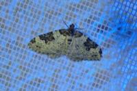 Xanthorhoe fluctuata