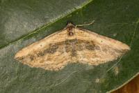 Horisme vitalbata