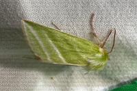Pseudoips prasinanus