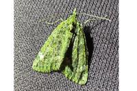 Chloroclysta siterata