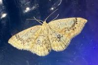 Cyclophora annularia
