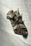 Drymonia dodonaea
