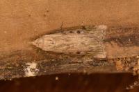 Aphomia sociella