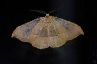 Watsonalla uncinula