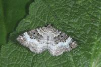 Epirrhoe alternata