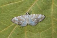Perizoma flavofasciata