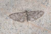 Eupithecia abbreviata