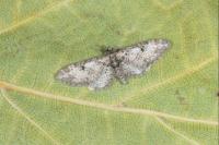 Eupithecia irriguata