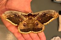 Saturnia pyri