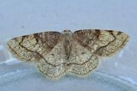 Stegania trimaculata