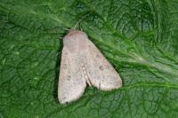 Orthosia gracilis