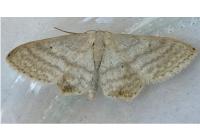 Idaea subsericeata
