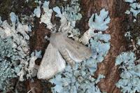 Orthosia gracilis