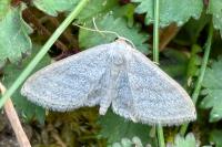 Idaea subsericeata