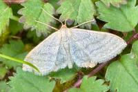 Idaea subsericeata