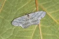 Idaea seriata
