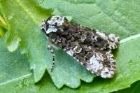 Craniophora ligustri