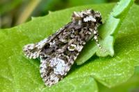 Craniophora ligustri