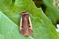 Ochropleura plecta