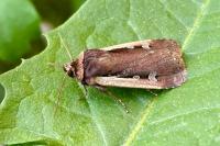 Ochropleura plecta