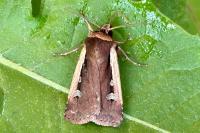 Ochropleura plecta