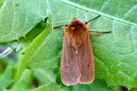 Phragmatobia fuliginosa