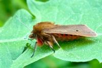 Phragmatobia fuliginosa
