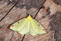 Opisthograptis luteolata