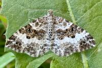 Epirrhoe alternata