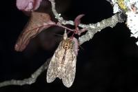 Peridea anceps